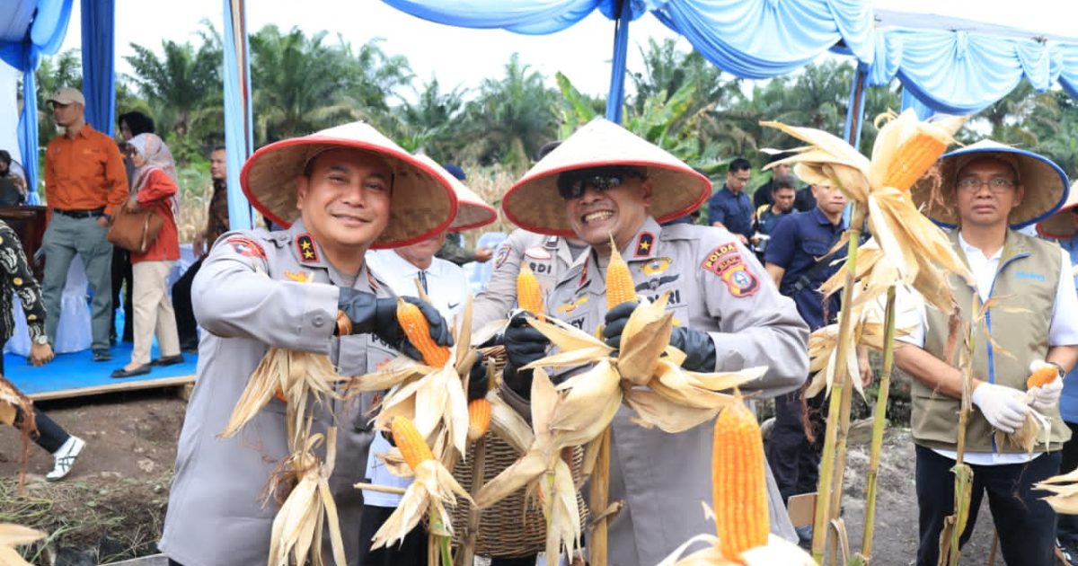 Kepolisian Daerah (Polda) Riau menghadiri panen raya jagung serentak Kuartal IV Tahun 2025-2026 di Desa Pantai Raja, Kecamatan Perhentian Raja, Kabupaten Kampar.(Photo/ist)