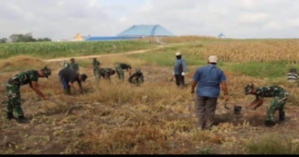 Satgas TMMD ke-127 Kodim 0301/Pekanbaru melaksanakan kegiatan non-fisik berupa penanaman jagung, cabai, dan ubi di lahan seluas 2 hektar. (Photo/ist)